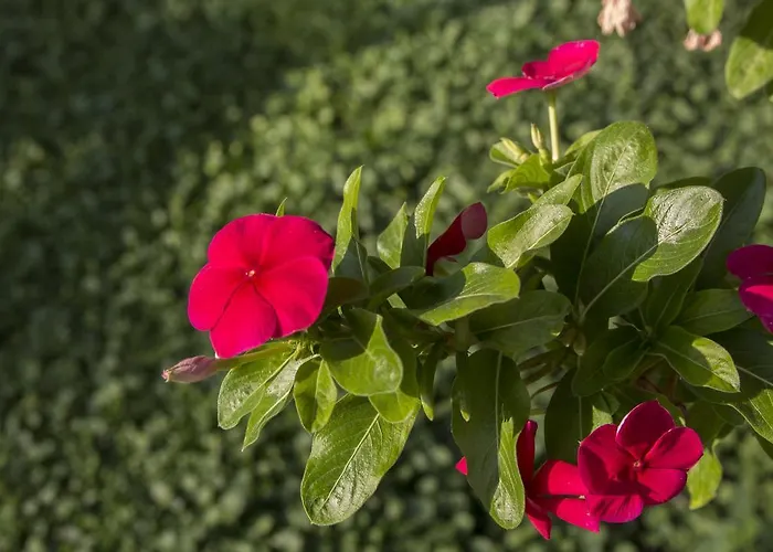 Four Seasons 2 Lejlighed *